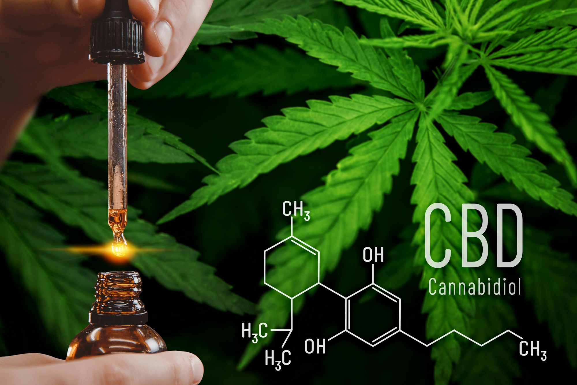 Erfolgreiche Zucht beginnt hier – Cannabissamen kaufen legal in Deutschland