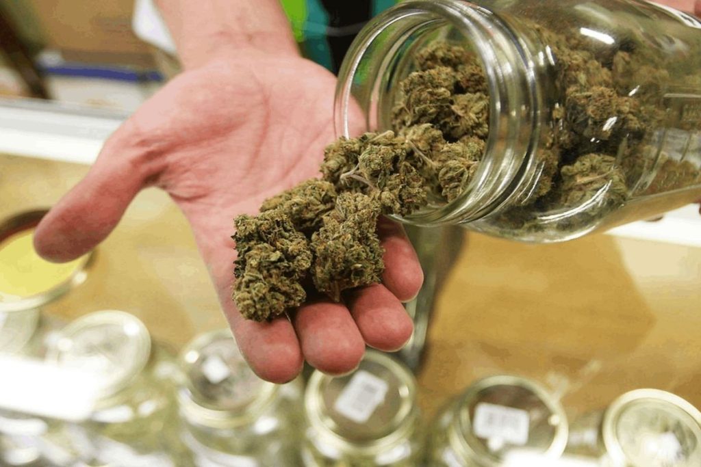 Erfolgreiche Zucht beginnt hier – Cannabissamen kaufen legal in Deutschland