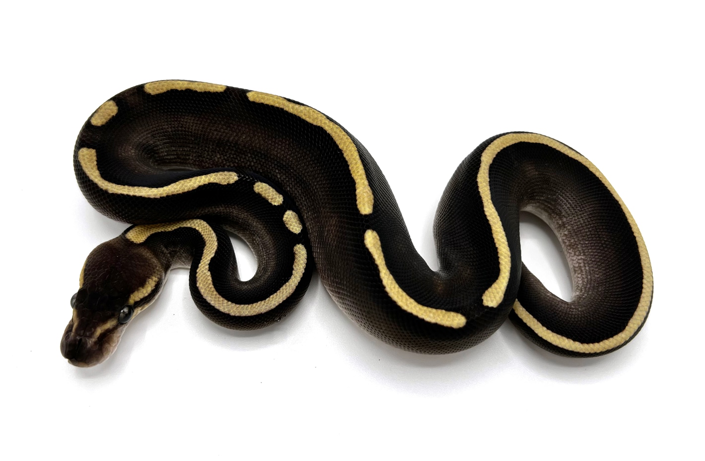 Can a Snake with Legs Exist? Exploring Evolutionary Possibilities