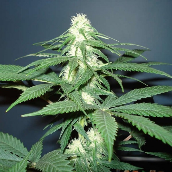 NOTORIOUS THC: Die Enthüllung der legendären Wirksamkeit THC-reicher Sorten